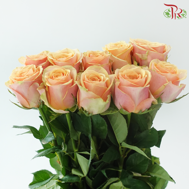 Rose - Diwella (10 Stems)