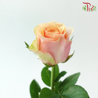 Rose - Diwella (10 Stems)