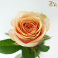 Rose - Diwella (10 Stems)