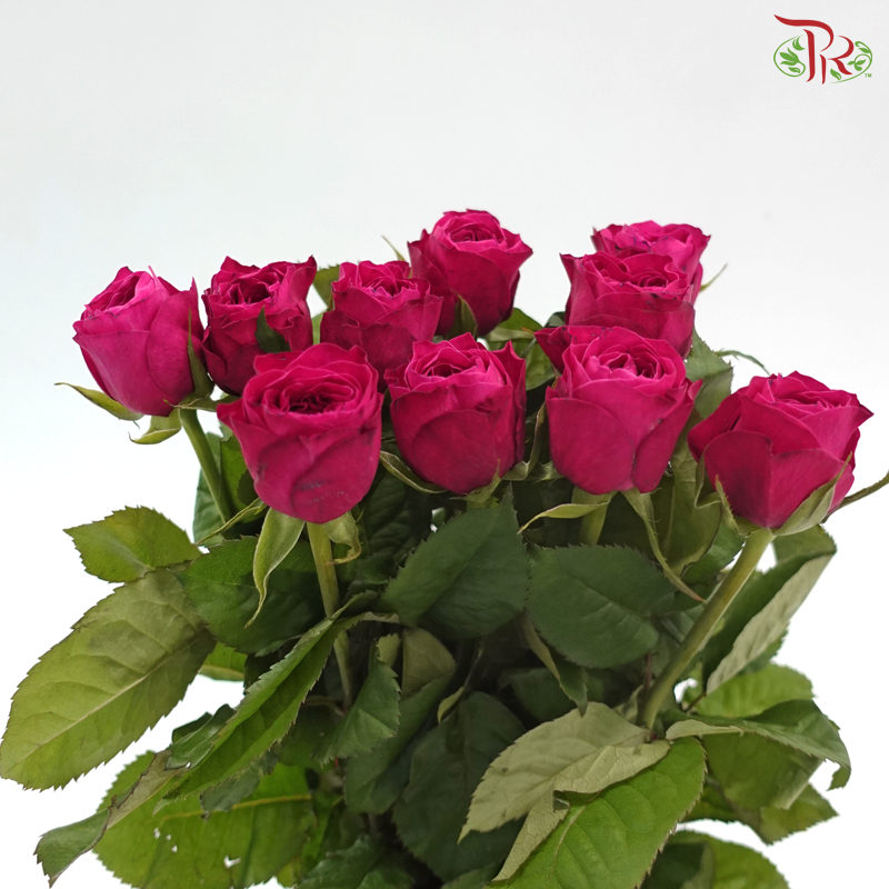 Rose - Lovely Pink Rose (10 Stems)