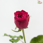 Rose - Lovely Pink Rose (10 Stems)