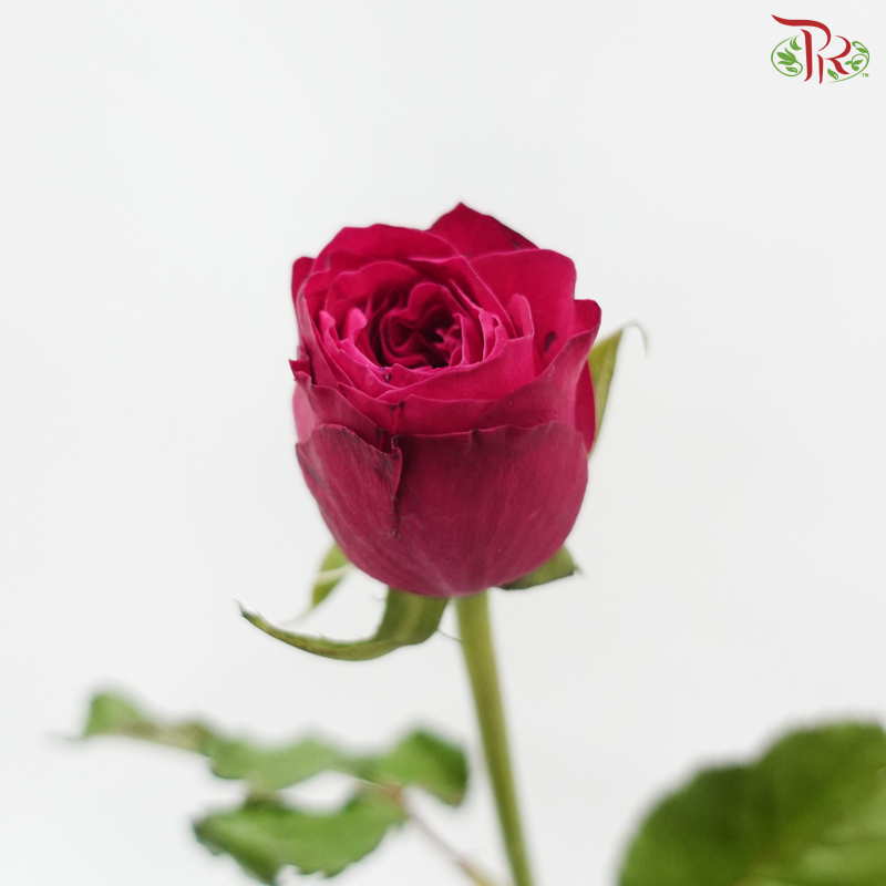Rose - Lovely Pink Rose (10 Stems)