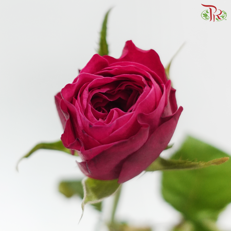 Rose - Lovely Pink Rose (10 Stems)
