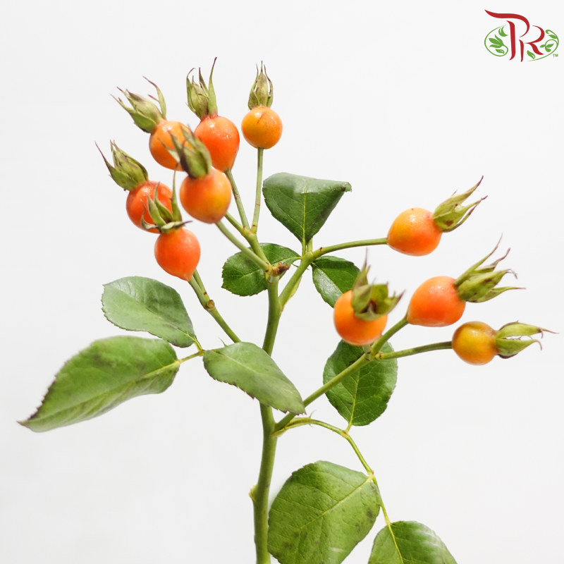 Rosa Canina Small (Per Bunch)