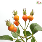 Rosa Canina Small (Per Bunch)