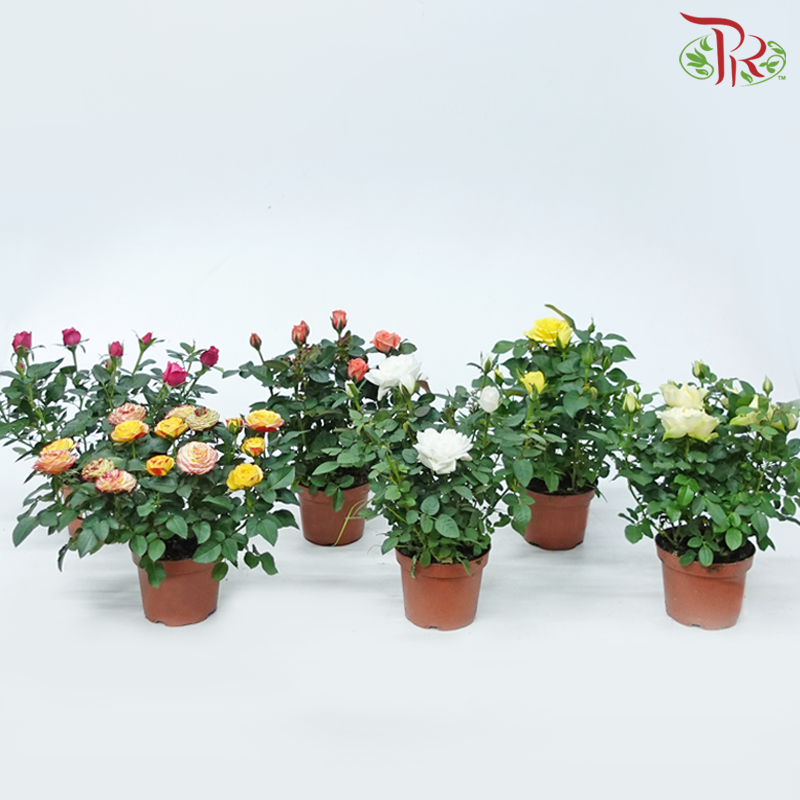 Danish Rose 105P《丹麦玫瑰》(Random Choose Color)