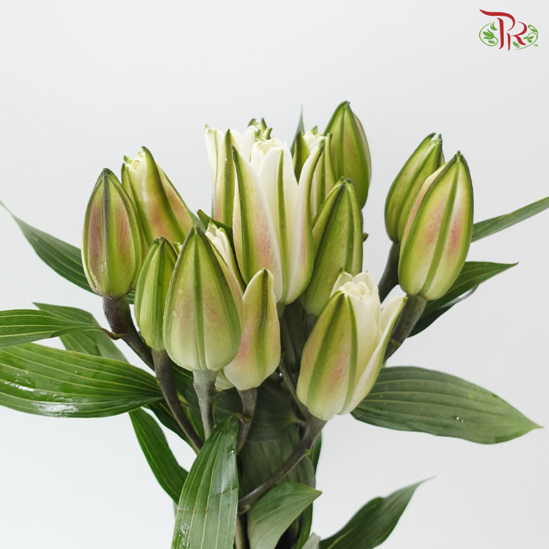 Rose Lily (3+) - Lotus Queen 莲花皇后 (5 Stems)