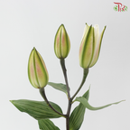 Rose Lily (3+) - Lotus Queen 莲花皇后 (5 Stems)