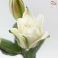 Rose Lily (3+) - Lotus Queen 莲花皇后 (5 Stems)