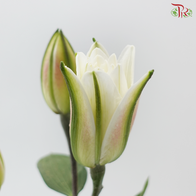 Rose Lily (3+) - Lotus Queen 莲花皇后 (5 Stems)