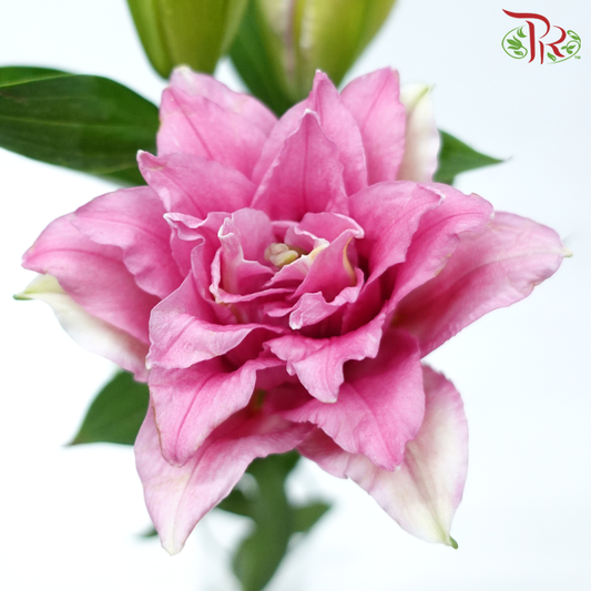 Rose Lily - Teratai 3+ (5 Batang)