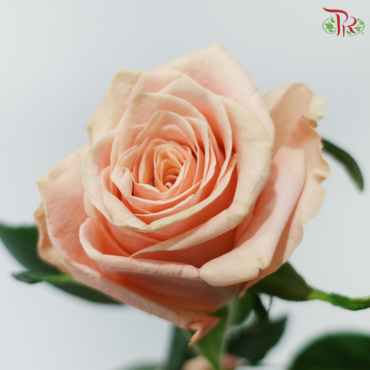 Rose (50cm) - Miss Jackie (10 Stems)