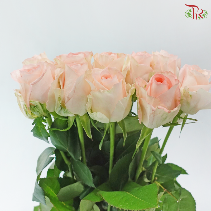Rose - Monster (10 Stems)