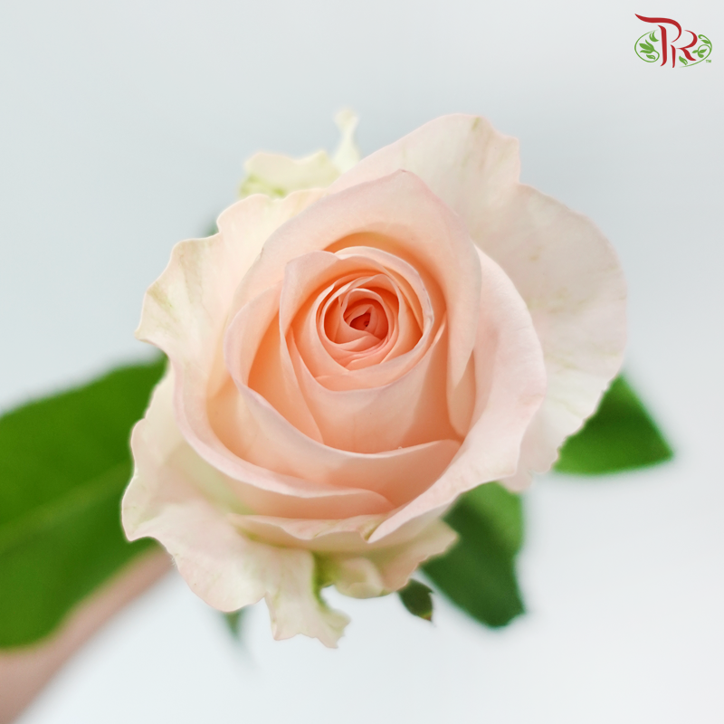 Rose - Monster (10 Stems)