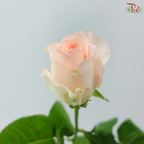 Rose - Monster (10 Stems)