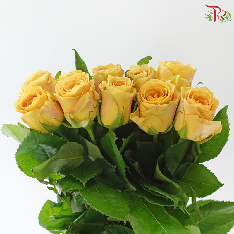 Rose - Mr Magic (10 Stems)