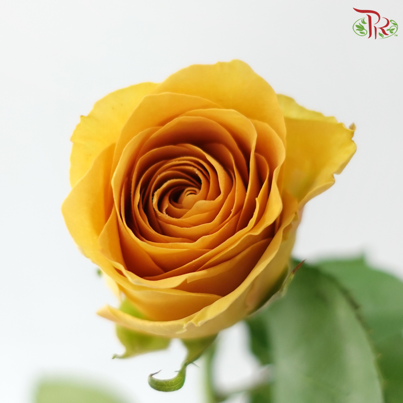 Rose - Mr Magic (10 Stems)