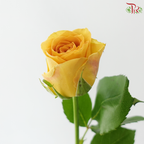 Rose - Mr Magic (10 Stems)