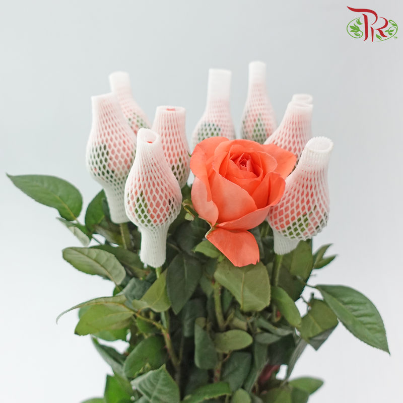 Rose Netting - Coral Pink (10 Stems)
