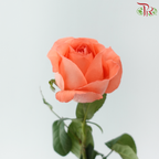 Rose Netting - Coral Pink (10 Stems)