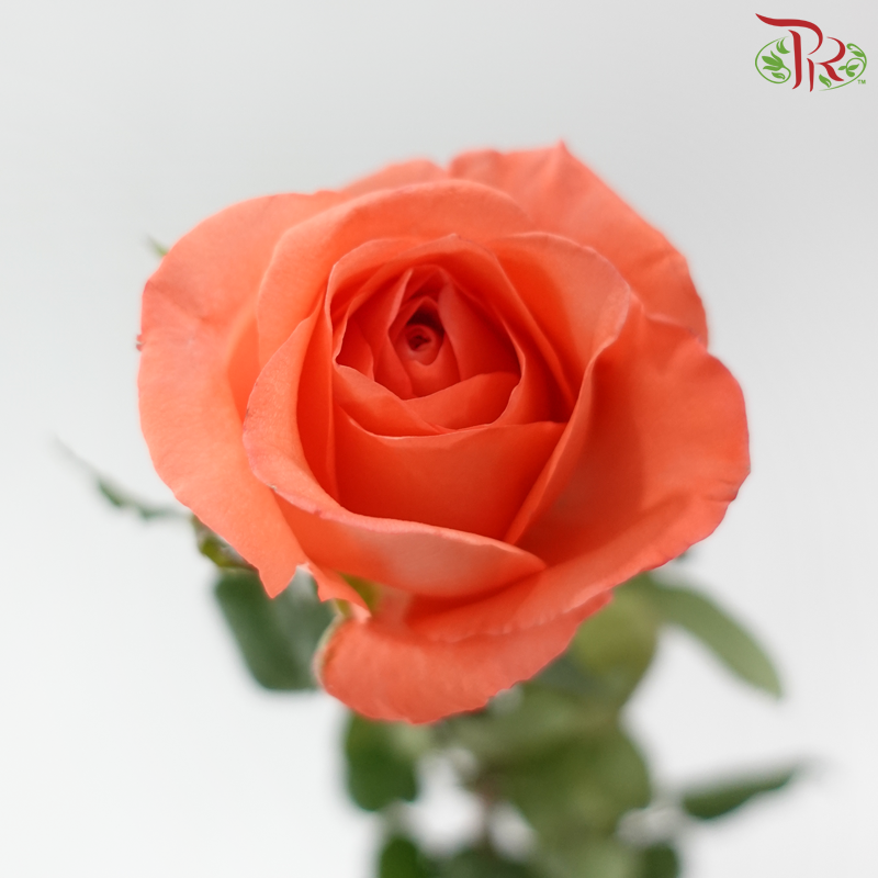 Rose Netting - Coral Pink (10 Stems)