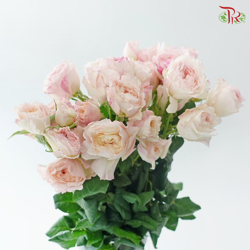 Rose Scented - Kariu Mary Wanjiru (12 Stems)