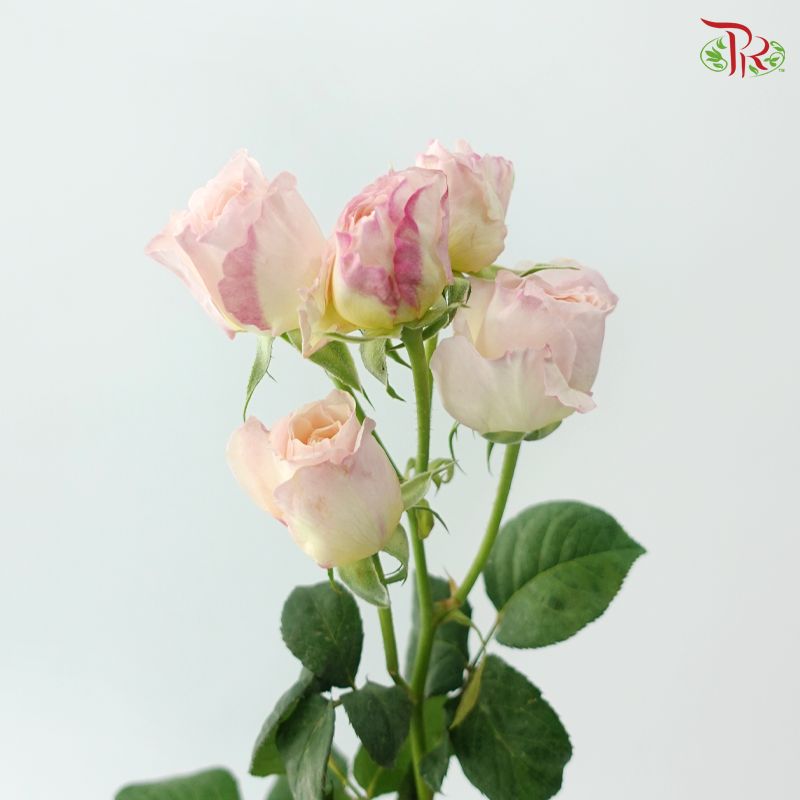 Rose Scented - Kariu Mary Wanjiru (12 Stems)