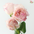 Rose Scented - Kariu Mary Wanjiru (12 Stems)