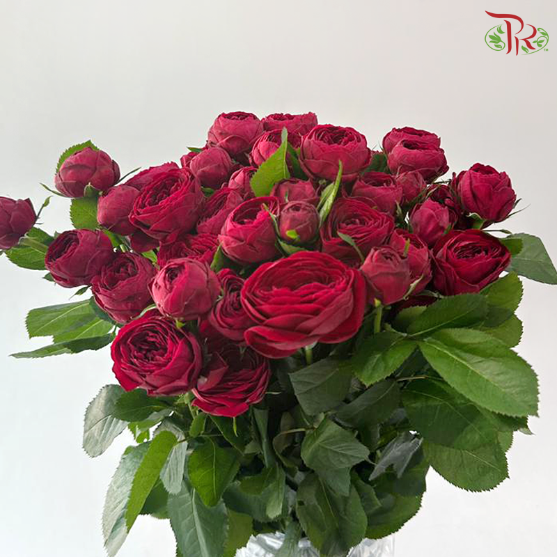 Rose Spray - Red Lace 红蕾丝 (Per Bunch)