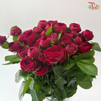 Rose Spray - Red Lace 红蕾丝 (Per Bunch)