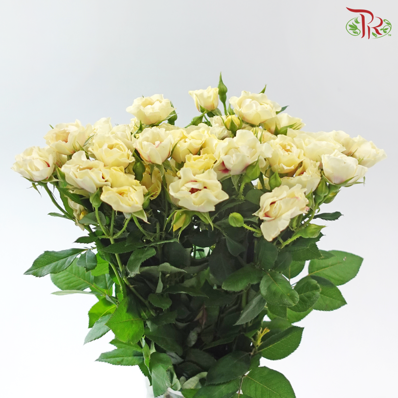 Rose Spray - Light Yellow With Red Heart (Per Bunch)