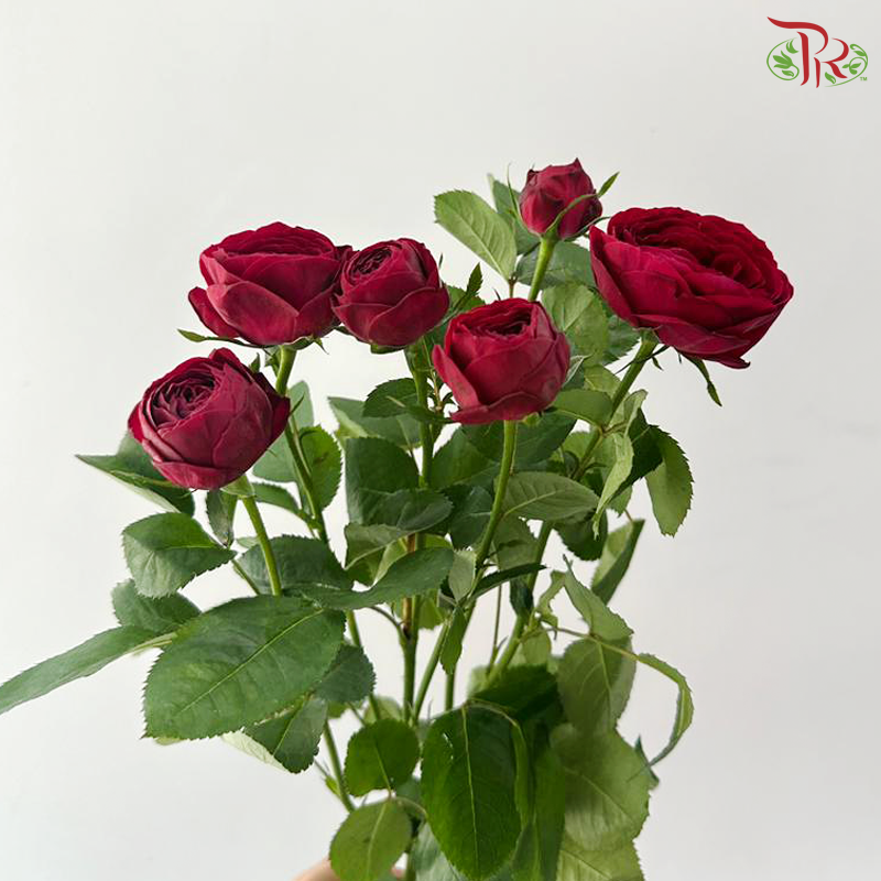 Rose Spray - Red Lace 红蕾丝 (Per Bunch)