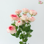 Rose Spray - Midnight Magic 午夜魔法 (Per Bunch)