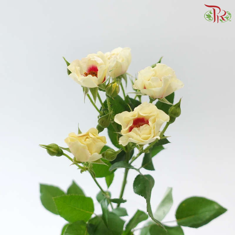 Rose Spray - Light Yellow With Red Heart (Per Bunch)