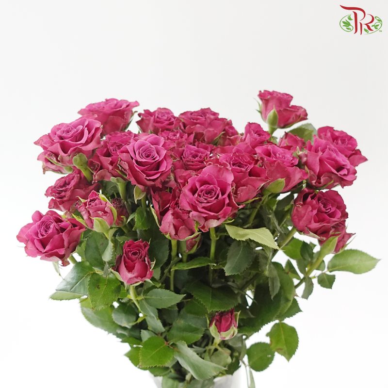 Rose Spray - Blueberry (Per Bunch)