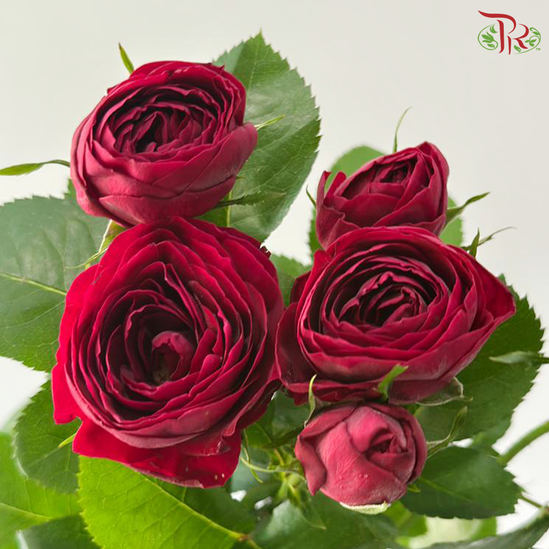 Rose Spray - Red Lace 红蕾丝 (Per Bunch)