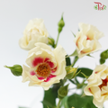 Rose Spray - Light Yellow With Red Heart (Per Bunch)
