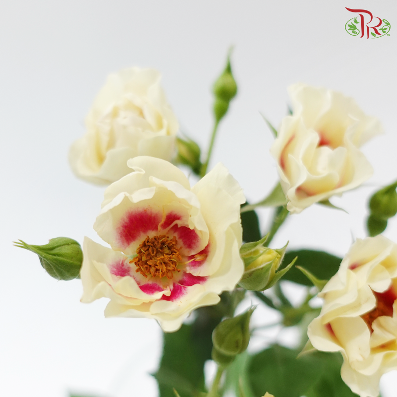 Rose Spray - Light Yellow With Red Heart (Per Bunch)