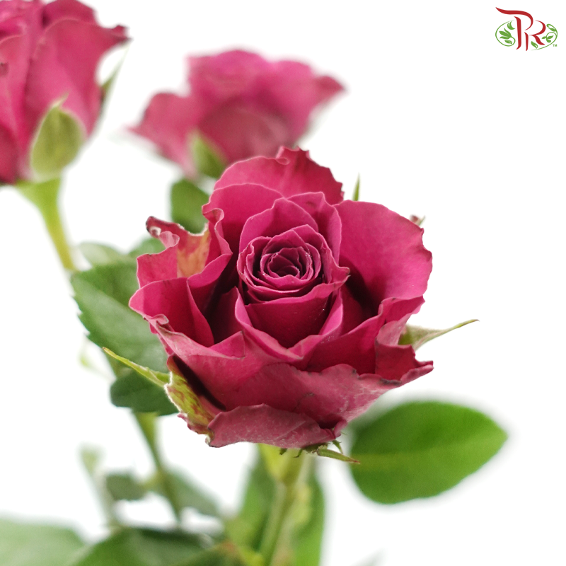 Rose Spray - Blueberry (Per Bunch)