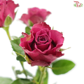 Rose Spray - Blueberry (Per Bunch)