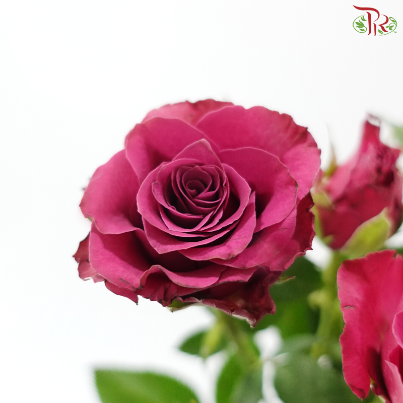Rose Spray - Blueberry (Per Bunch)