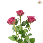 Rose Spray - Blueberry (Per Bunch)