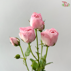 Rose Spray - Strawberry Macarons 草莓马卡龙 (Per Bunch)