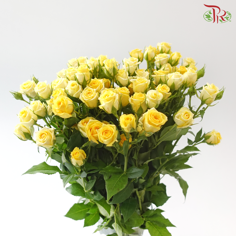 Rose Spray - Baby Princess (Per Bunch)