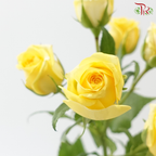 Rose Spray - Baby Princess (Per Bunch)