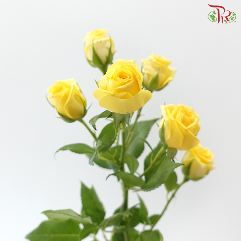 Rose Spray - Baby Princess (Per Bunch)