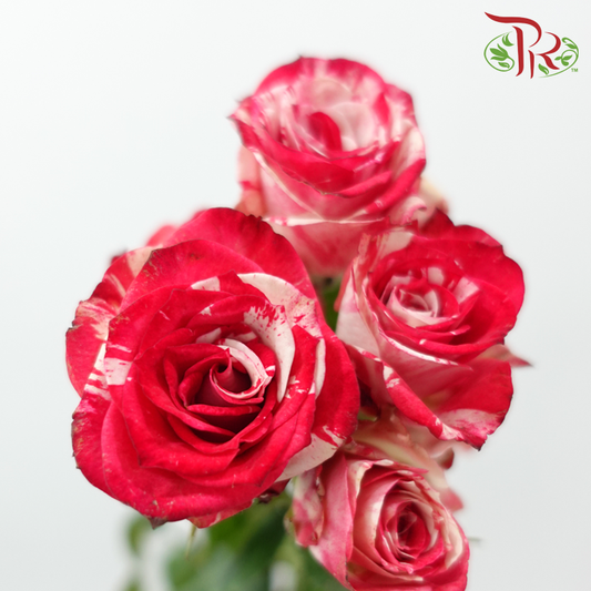 Rose Spray - Dream Crystal (10 Stems)