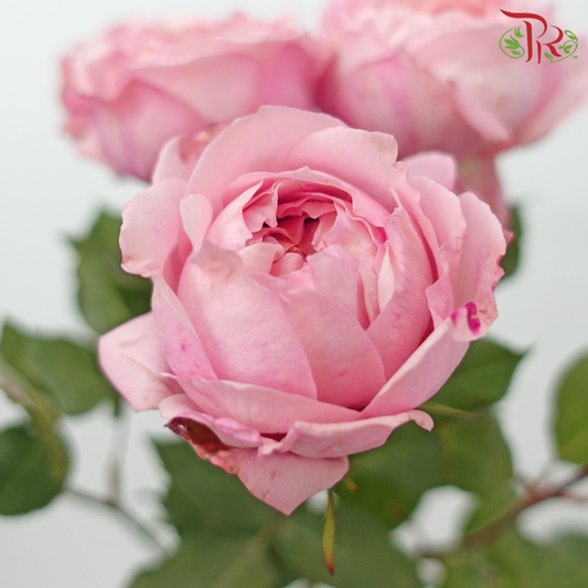 Rose Spray Butterfly - Juliet Tower (Pink) (10 Stems) - Pudu Ria Florist