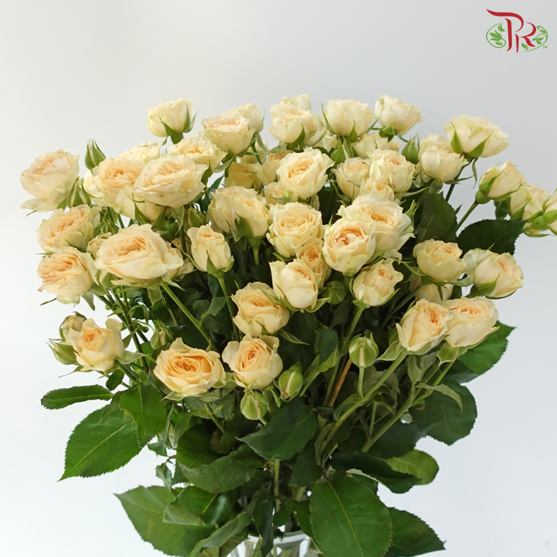 Rose Spray - Light Orange 2 (Per Bunch)
