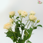 Rose Spray - Light Orange 2 (Per Bunch)